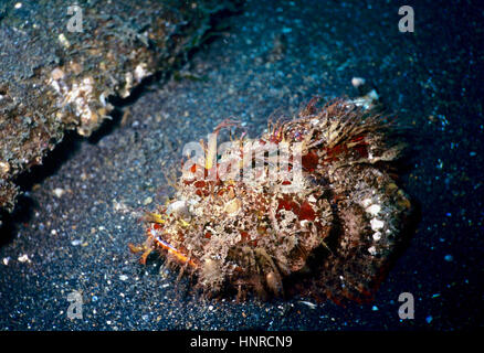 The hairy or striated frogfish (Antennarius striatus) - a highly camouflaged fast striking ambush predator - is weird in appearance. Lembeh,Indonesia. Stock Photo