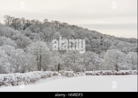 snow covered trees and fields alonside the A548 near Llanfair talhaiarn north wales Stock Photo