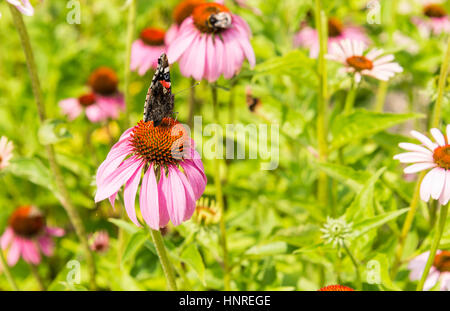 butterfly on Echinacea purpurea   in green garden Stock Photo