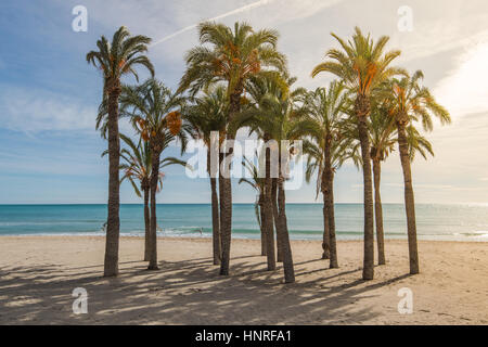 Palm trees on sandy beach with sunlight, tropical paradise Stock Photo