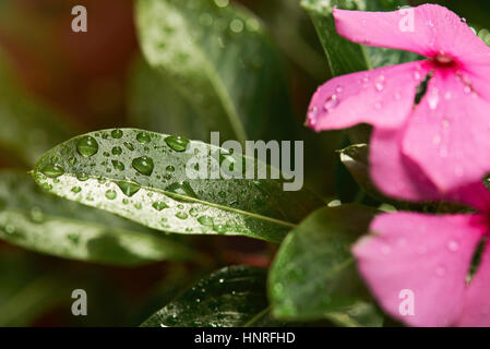 Water drops on green leaf close up on sun light Stock Photo