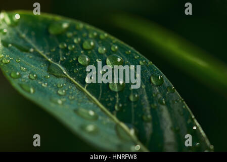 Water drops on fresh green leaf closeup on blurred background Stock Photo