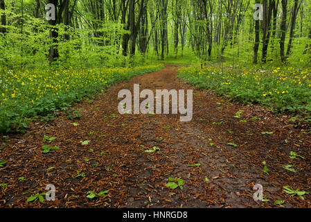 Empty road winding through freshly green forest with springtime flowers. Stock Photo