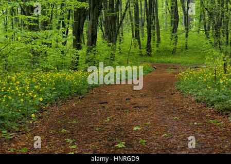 Empty road winding through freshly green forest with springtime flowers. Stock Photo