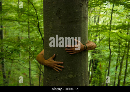 Male hands wrapped around the trunk of an old beech tree in a summer forest. Stock Photo