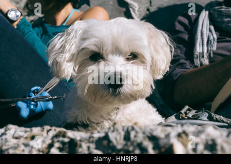 Closeup of white Maltese dog lying on the grounds looking excitedly in the camera, owners reading in the background. Stock Photo