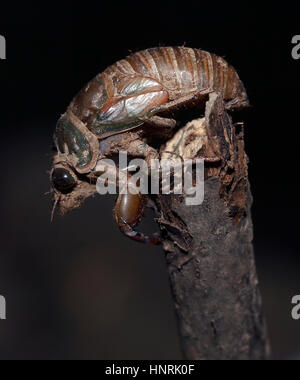 I found this Cicada after it emerged from underground. It was starting it's last stage of life to break free of it's shell casing. Nature wonder! Stock Photo