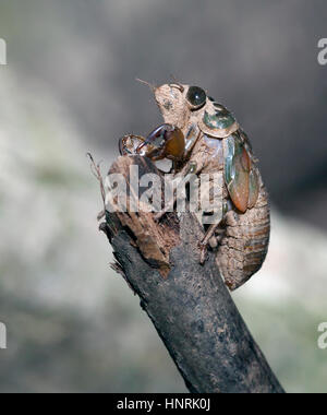 I found this Cicada after it emerged from underground. It was starting it's last stage of life to break free of it's shell casing. Nature wonder! Stock Photo