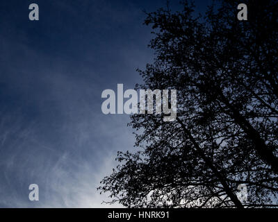 Trees and overcast sky in Hampshire, England. Stock Photo