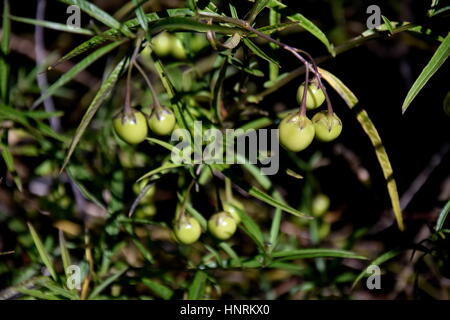 Green berry on a branch. Tree with green berries. Green tomatoes on branches. Growing tomatoes in the garden. Stock Photo