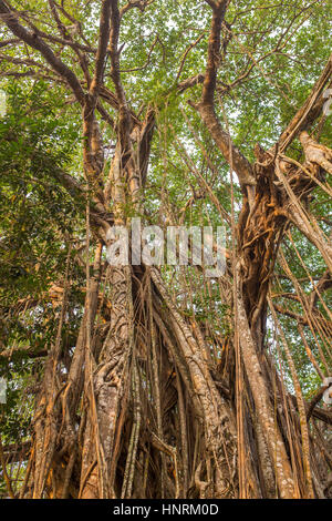 Tree of Life, Amazing Banyan Tree in morning sunlight Stock Photo