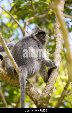 Silvered leaf langur monkey in Bako National Park, Borneo, Malaysia Stock Photo