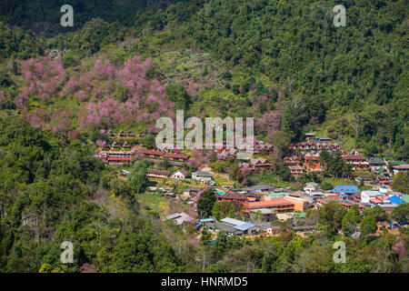 Blooming sakura trees in Doi Ang Khang village, Northern Thailand. Stock Photo