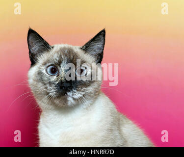 Cross eyed seal point siamese kitten looking forward with a pink and yellow textured background. blue eyes. Stock Photo