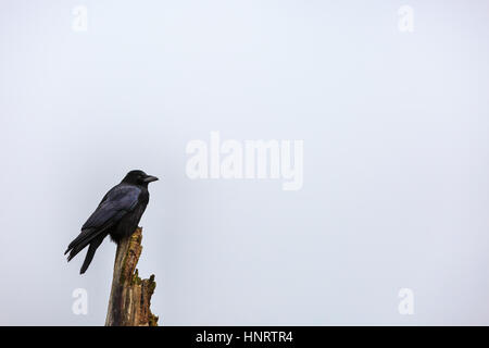 A crow, also commonly called raven (Corvus) perches on a dead tree in dense fog Stock Photo