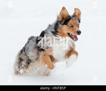 Stunning tri-color blue eyed Australian Shepard Shepherd Aussie dog running, frolicking, playing, leaping mid air in the snow Stock Photo