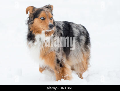 Stunning blue eyed Australian shepherd tri color merle posed in winter snow Stock Photo