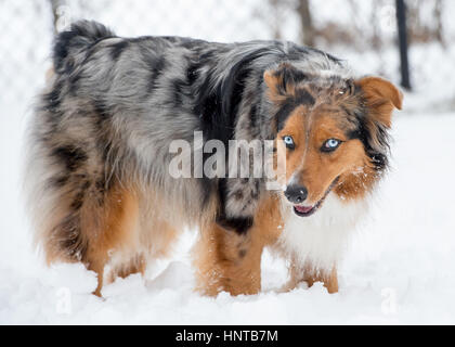Stunning blue eyed Australian shepherd tri color merle posed in winter snow Stock Photo