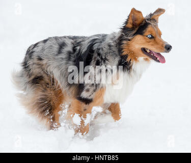 Stunning tri-color blue eyed Australian Shepard Shepherd Aussie dog running, frolicking, playing, leaping mid air in the snow Stock Photo