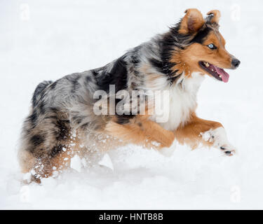 Stunning tri-color blue eyed Australian Shepard Shepherd Aussie dog running, frolicking, playing, leaping mid air in the snow Stock Photo
