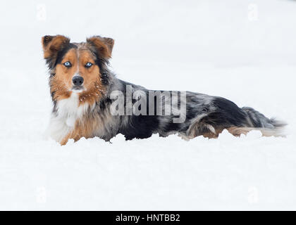 Stunning blue eyed Australian shepherd tri color merle posed in winter snow Stock Photo