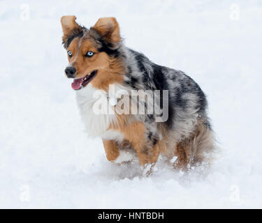 Stunning tri-color blue eyed Australian Shepard Shepherd Aussie dog running, frolicking, playing, leaping mid air in the snow Stock Photo