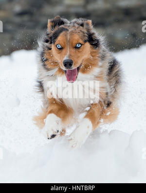 Stunning tri-color blue eyed Australian Shepard Shepherd Aussie dog leaping mid-air jumping running in the snow coming towards camera with toy Stock Photo