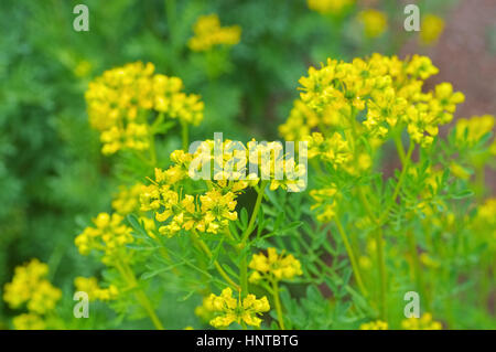 Weinraute, Ruta graveolens - Common Rue, Ruta graveolens a herbal plant Stock Photo