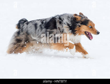 Stunning tri-color blue eyed Australian Shepard Shepherd Aussie dog running, frolicking, playing, leaping mid air in the snow Stock Photo