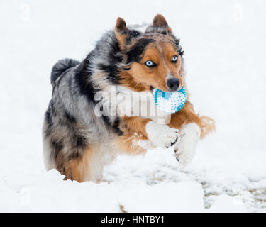 Stunning tri-color blue eyed Australian Shepard Shepherd Aussie dog leaping mid-air jumping running in the snow coming towards camera with toy Stock Photo