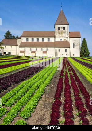 Lettuce field and monastery. Rows of different sorts of lettuce. Stock Photo