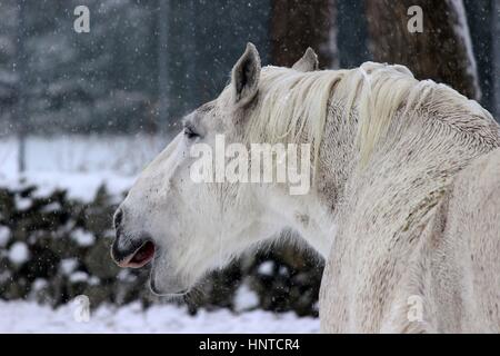 A white horse standing in a field in a winter stow storm yawning Stock Photo