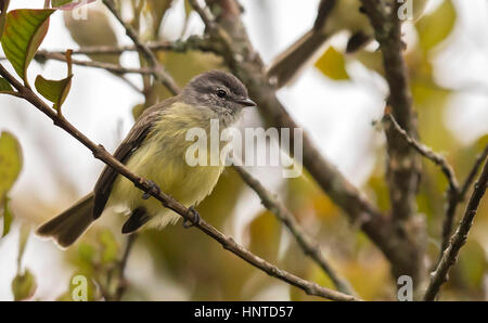 Sooty-headed Tyrannulet (Phyllomyias griseiceps), Pance, Cali, Colombia Stock Photo