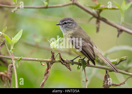 Sooty-headed Tyrannulet (Phyllomyias griseiceps), Pance, Cali, Colombia Stock Photo