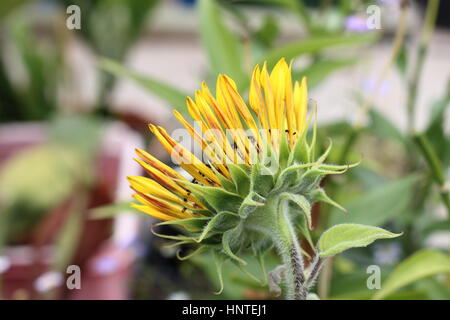 Blooming Royal Velvet sunflower  - back view Stock Photo