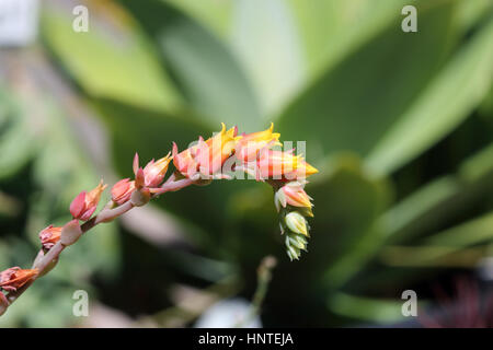 Macro shot of Echeveria glauca or known  as Green Rose Flowers isolated Stock Photo