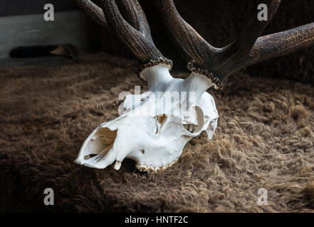 Elk skull in the musuem for education Stock Photo