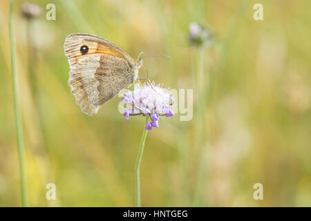 Meadow Brown butterfly, Maniola jurtina, on a Scabious flower Stock Photo