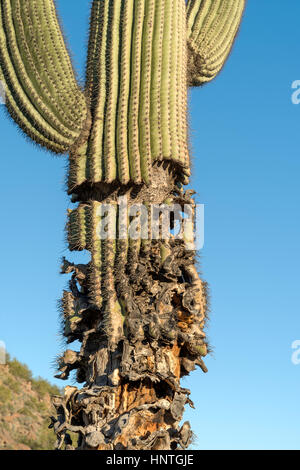 Damaged Dying Saguaro Cactus Stock Photo