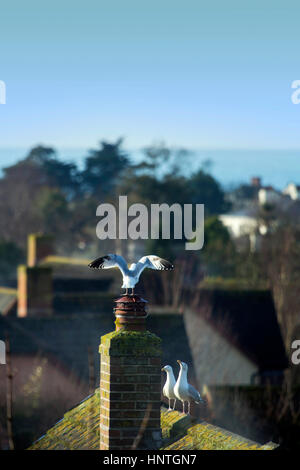 Seagulls (Larus Canus) gather on a rooftop half a mile inland from the sea at Sidmouth, in Devon. Stock Photo