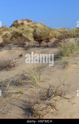 Christmas Trees prevent Sand Dune Erosion Stock Photo - Alamy