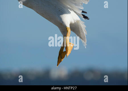 Close up of American White Pelican feet while the bird flies in front of a smooth blue sky background on a sunny day. Stock Photo