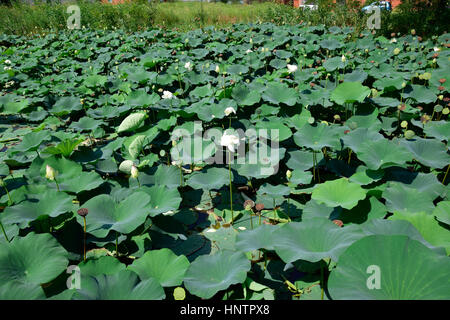 Pond with lotuses. Lotuses in the growing season. Decorative plants in the pond. Stock Photo