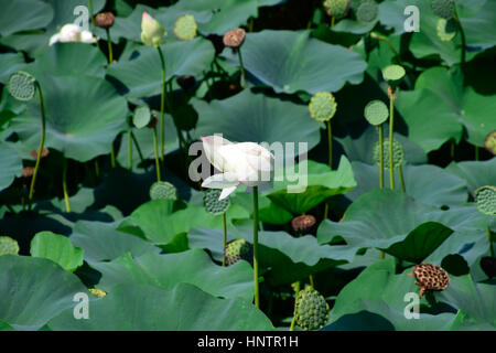 Pond with lotuses. Lotuses in the growing season. Decorative plants in the pond. Stock Photo