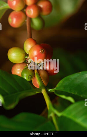 Closeup of coffee branch tree with coffee red ready beans Stock Photo