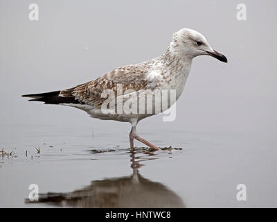 Juvenile Caspian gull standing in water Stock Photo