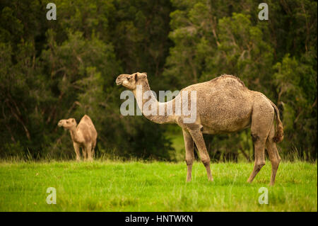 Camels roaming in Port Macquarie, Australia Stock Photo
