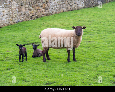 A Black faced sheeo ewe with two recently born spring lambs in a small sheltered stone walled field Stock Photo