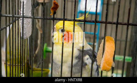 The beautiful bright colorful parrot in a cage Stock Photo