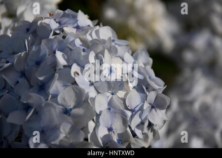 White hydrangea flowers. Hydrangea (common names hydrangea or hortensia) is a genus of 70-75 species of flowering plants. Beautiful white flowerhead,  Stock Photo